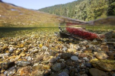 A red and green Sockeye salmon swims near the surface of the water with a pebble riverbed below it.