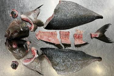 Fish cut up into sections.