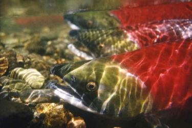 Several salmon swimming near the rocks