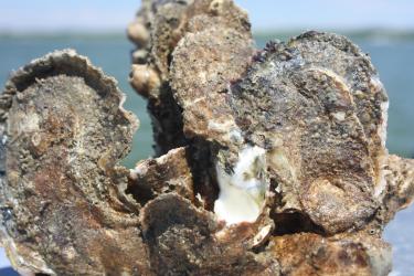 A clump of several oysters all growing vertically