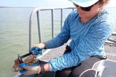 a women in a blue shirt, gloves, and sunglasses measures an oyster
