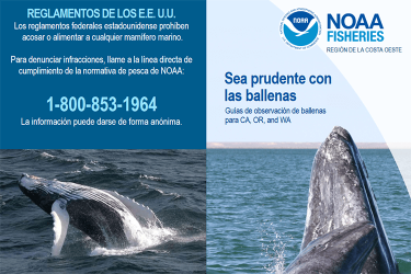 Sea prudente con las ballenas