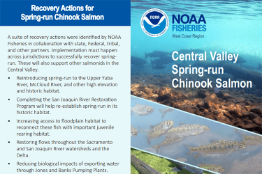 Central Valley Spring-run Chinook Salmon Brochure