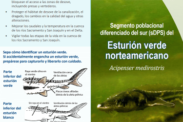 Esturión verde norteamericano