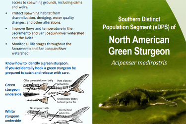 Green Sturgeon Brochure