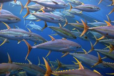 School of yellowfin tuna swimming underwater.