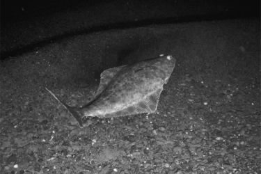 A Pacific halibut on the seafloor in the Gulf of Alaska. Credit: NOAA Fisheries