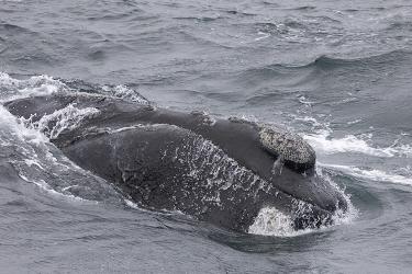 Whale swimming in the ocean. 