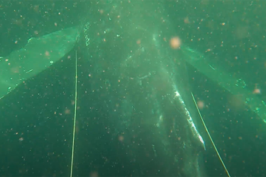 The humpback whale was entangled in line.