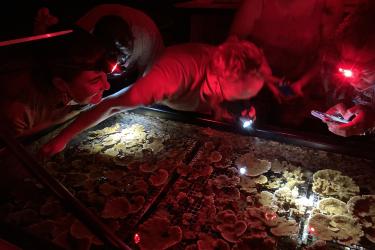 Scientists with flash lights overseeing experimental coral spawning  in lab tanks under red light.
