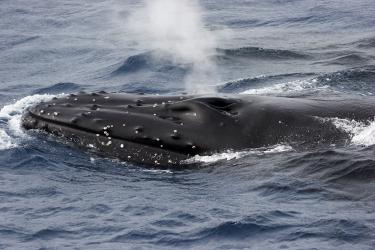 Close-up photo of a dark gray humpback whale coming up out of the water, or breaching, and releasing water from its blowhole as a cloud of mist.