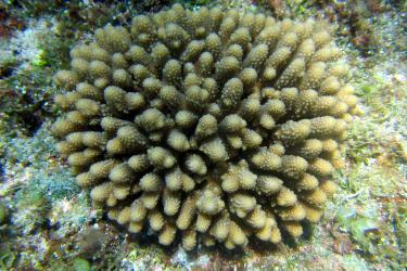 Yellow coral that has colonies of thick, finger-like branches that are always closely spaced.