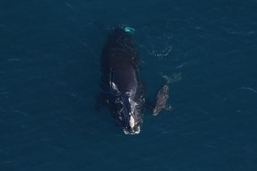 Horton NARW with her calf