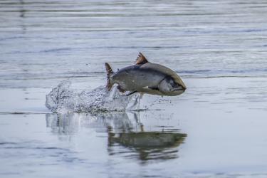 A chinook salmon jumps out of a California river.