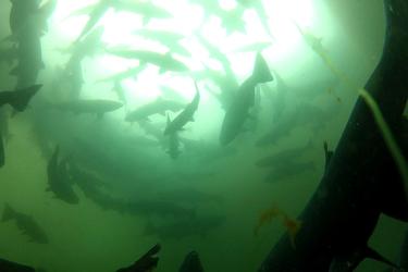 Large school of fish swimming in greenish water