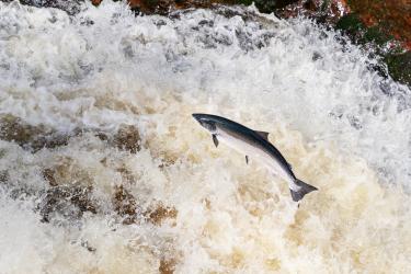 A large silvery fish leaps above rapids