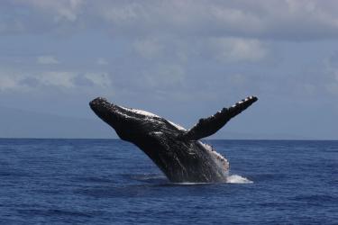 Humpback whale breaching out of the water in Maui, Hawai'i
