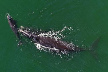 A North Atlantic right whale and her calf swim at the surface of the ocean. The perspective is from above and the water is calm.