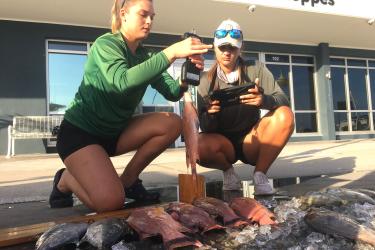 Field interviewers with Florida Fish and Wildlife Conservation Commission weigh, measure, and record fish caught by anglers.