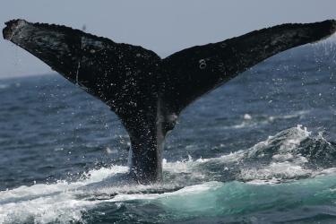 Photo showing tail fluke of humpback whale named "Frosty."