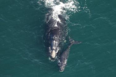 North Atlantic right whale Pediddle (#1012) and calf.