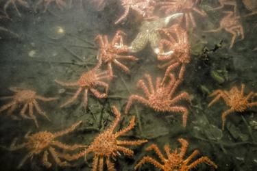 Several red king crab on the ground among sticks, shells, and other ocean debris.