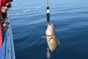 dam-migration-miss/md_6ZWBonlRQ8z6.jpg Codfish coming up out of the water with a descending device. Woman's face to the left of frame looking at the cod.