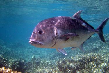 dam-migration-miss/md_k05DvS4KFiEU.jpg Jack fish swimming