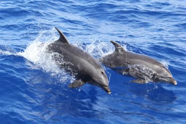 Pair of bottlenose dolphins