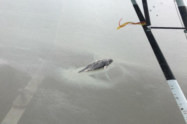 1200x700 ak gray whale.png