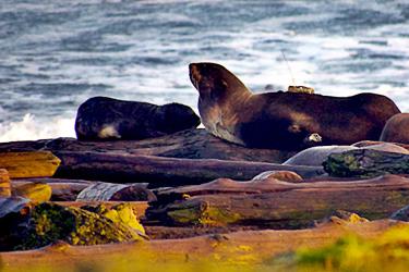 Seals lying on a beach near water