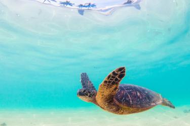 1280x800-hawaiian-green-sea-turtle-iStock_90093231-060816.jpg