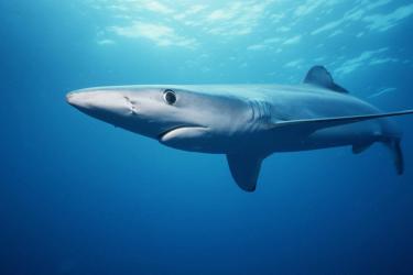 1500x938-SWFSC-shark.jpg