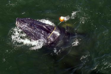Entangled whale seen from above