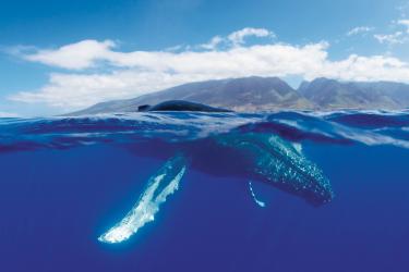 2250x1500_Humpback_whale_Maui_NOAA-HIHWNMS-Jason-Moore.jpg