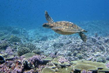 2400x1800-PIFSC-PRIA-Baker-Island-2012-sea-turtle-Paula.Ayotte.jpg