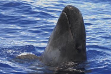 2905x1945_FalseKillerWhale_PIFSC_AdamÜ.jpg