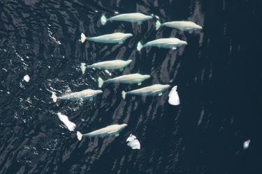 Beluga whales swim together in their typical echelon (group) formation
