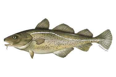Atlantic cod