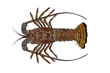 640x427-carribean-spiny-lobster.png