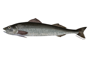Profile drawing of a sablefish
