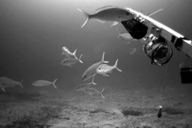 650x370-PIFSC-MOUSS-opakapaka-pink-snapper.jpg