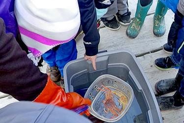 Crab in a container with people surrounding it 