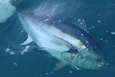 750x500-bluefin-tuna-sf.jpg