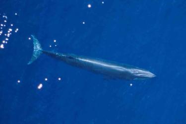750x500-brydes-whale.jpg