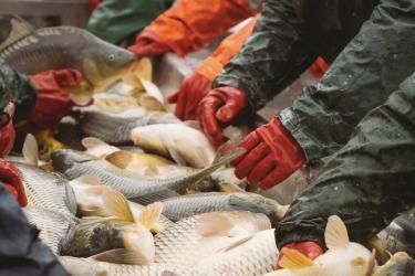 750x500-seafood-processing-line-SI.jpg