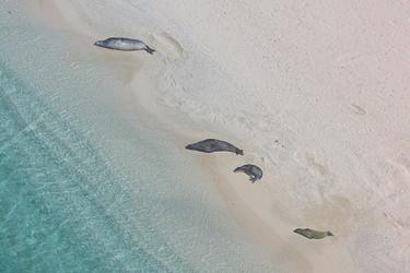 750x500-sis-hms-uas-feature-NOAA-PIRO.jpg