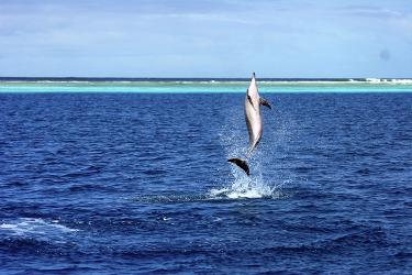A spinner dolphin jumps vertically from the water.