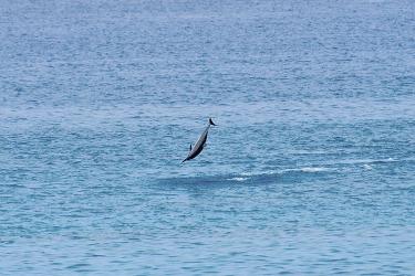 A Hawaiian spinner dolphin performs aerial acrobatics off Mākua Beach, Oʻahu. 