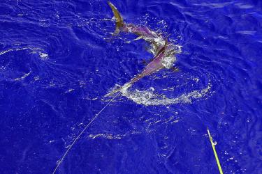 Swordfish at sea being tagged